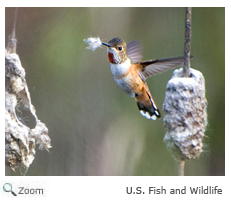 Rufous Hummingbird