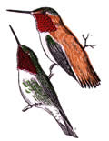 rufous sided hummingbird