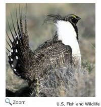 Sage Grouse