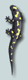 salamander