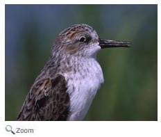 Sanderling