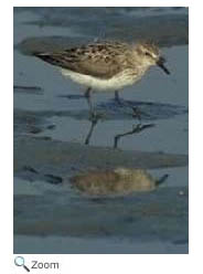 Sanderling