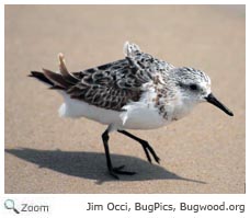 Sanderling