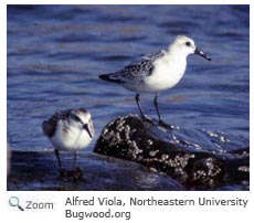 Sanderling