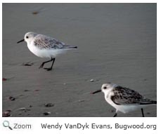 Sanderling