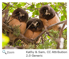 Northern Saw-whet Owl