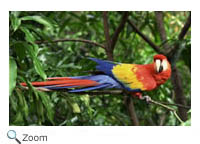 scarlet macaw