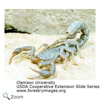 scorpion