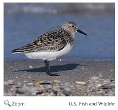 Semipalmated Sandpiper
