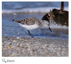 Semipalmated Sandpiper