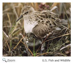 Semipalmated Sandpiper