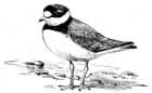 Semipalmated Plover