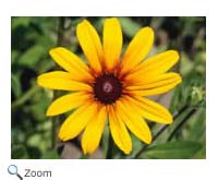 Shasta Daisy