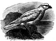 sheathbill