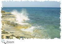 Intertidal Zone