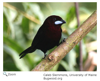 Silver-beaked Tanager