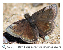 Sleepy Duskywing