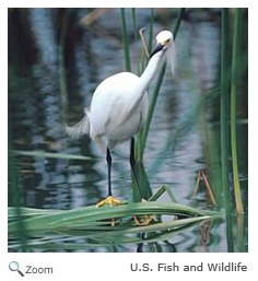 Snowy Egret
