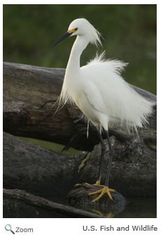 Snowy Egret