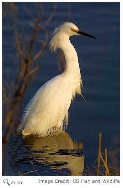 Snowy Egret