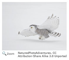 Snowy Owl