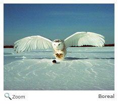 Snowy Owl