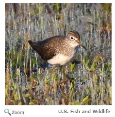 Solitary Sandpiper