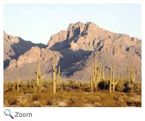 Sonoran Desert
