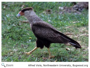 Southern Crested Caracara