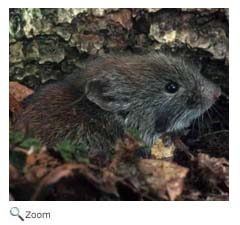 Southern Red-backed Vole