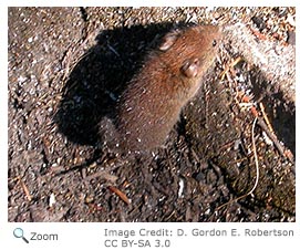 southern red-backed vole
