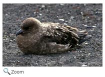 South Polar Skua