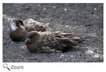 South Polar Skua