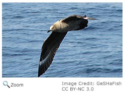 South Polar Skua