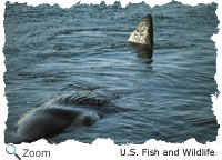sperm whale