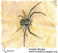 thrice-banded crab spider