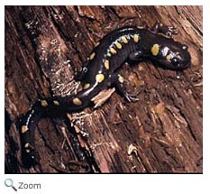 Spotted Salamander