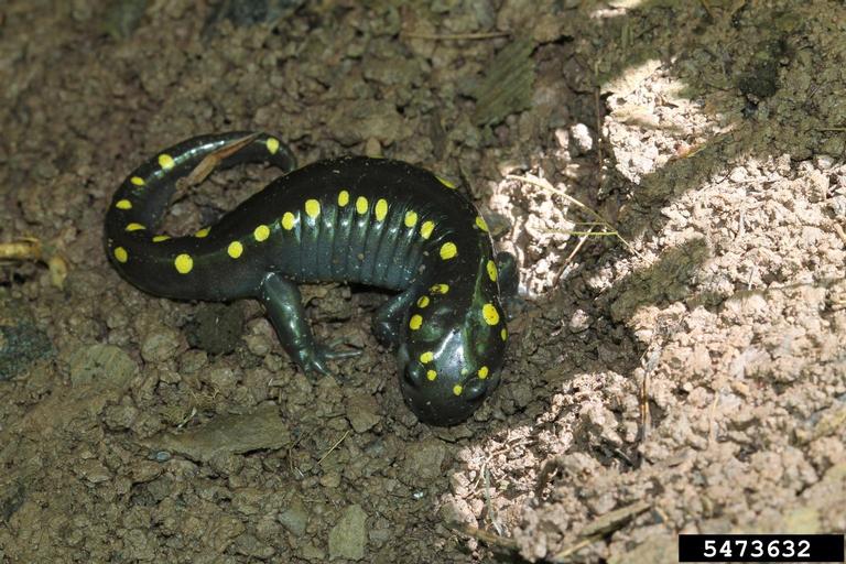 Spotted Salamander Ambystoma maculatum Wildlife Journal Junior
