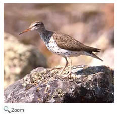 Spotted Sandpiper