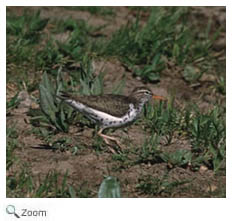 Spotted Sandpiper