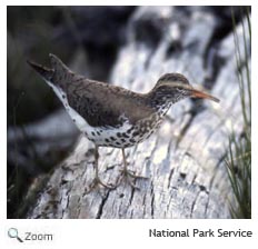 Spotted Sandpiper
