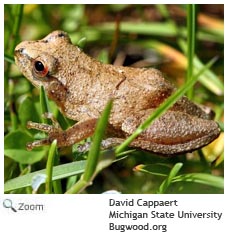 Spring Peeper