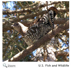 Spruce Grouse