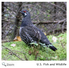Spruce Grouse