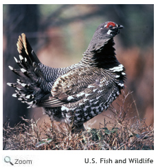 Spruce Grouse