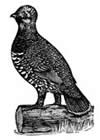 Spruce grouse