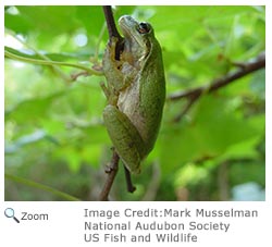 squirrel treefrog