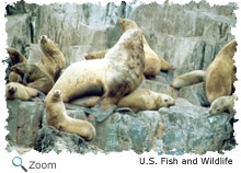 steller sea lion