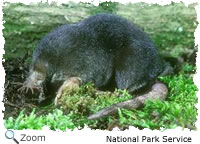 star nosed mole