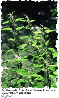 stinging nettle